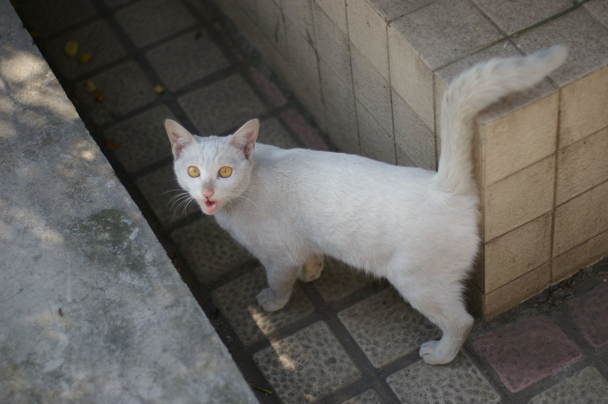 PENTAX Corporation PENTAX K100D