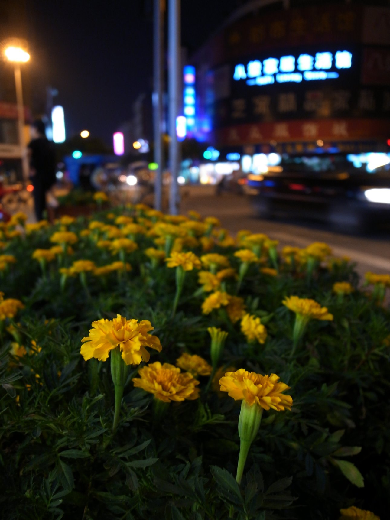 RICOH GR DIGITAL 3