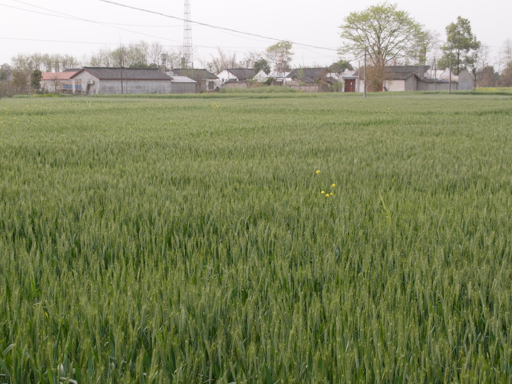 OLYMPUS IMAGING CORP. XZ-1