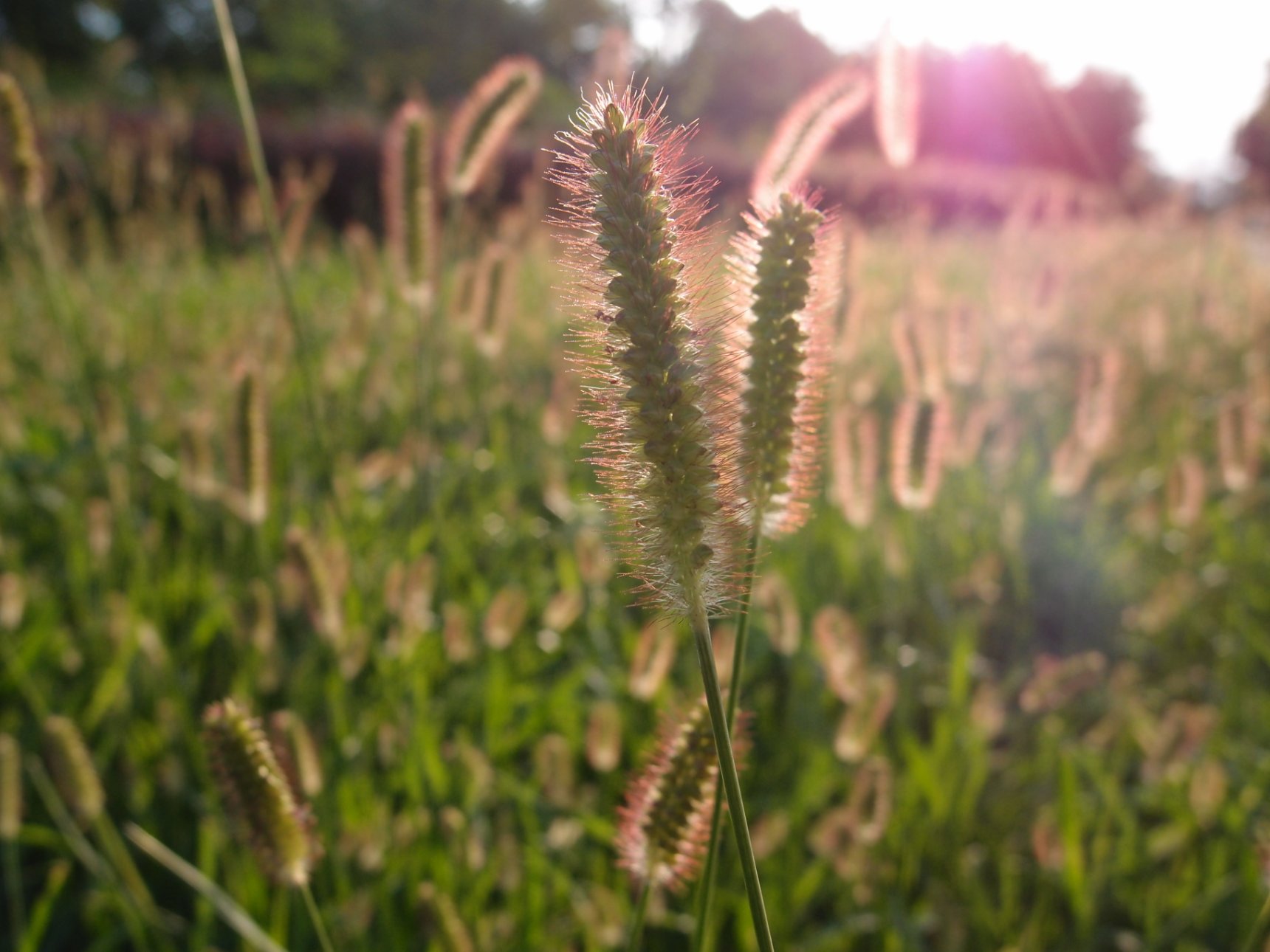 OLYMPUS IMAGING CORP. XZ-1