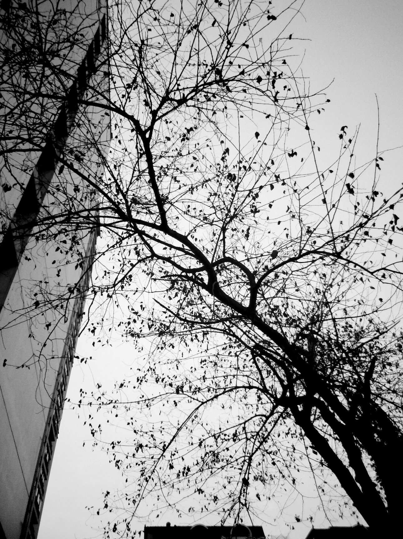 Vignette Vignette for Android