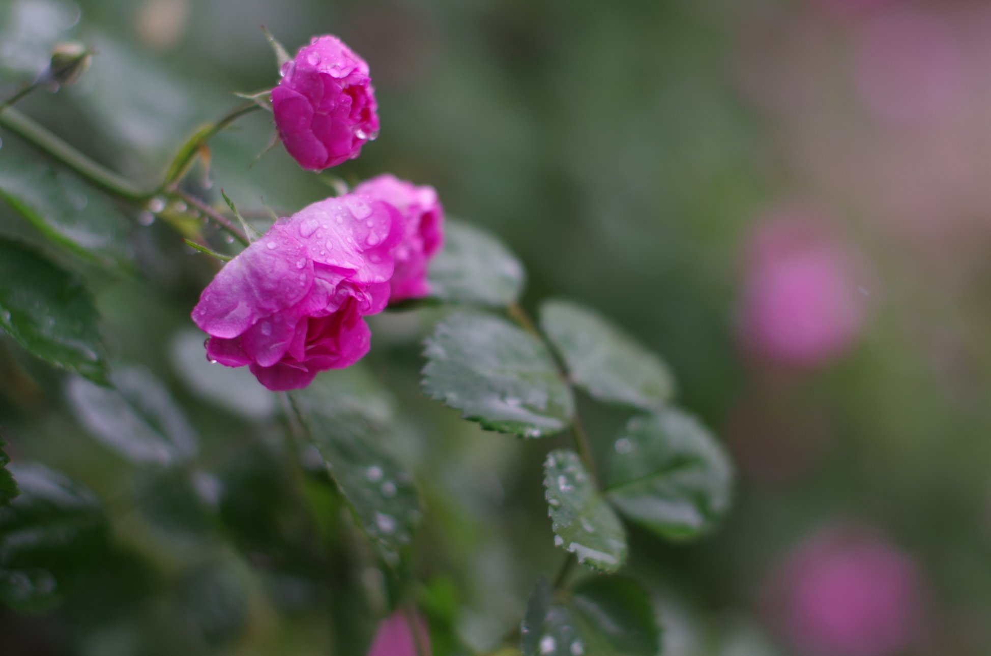 PENTAX PENTAX K-01