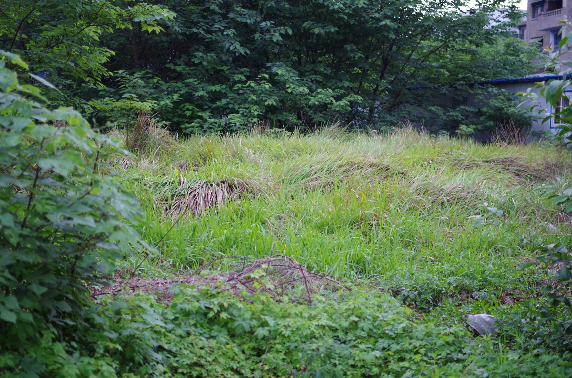 PENTAX PENTAX K-01