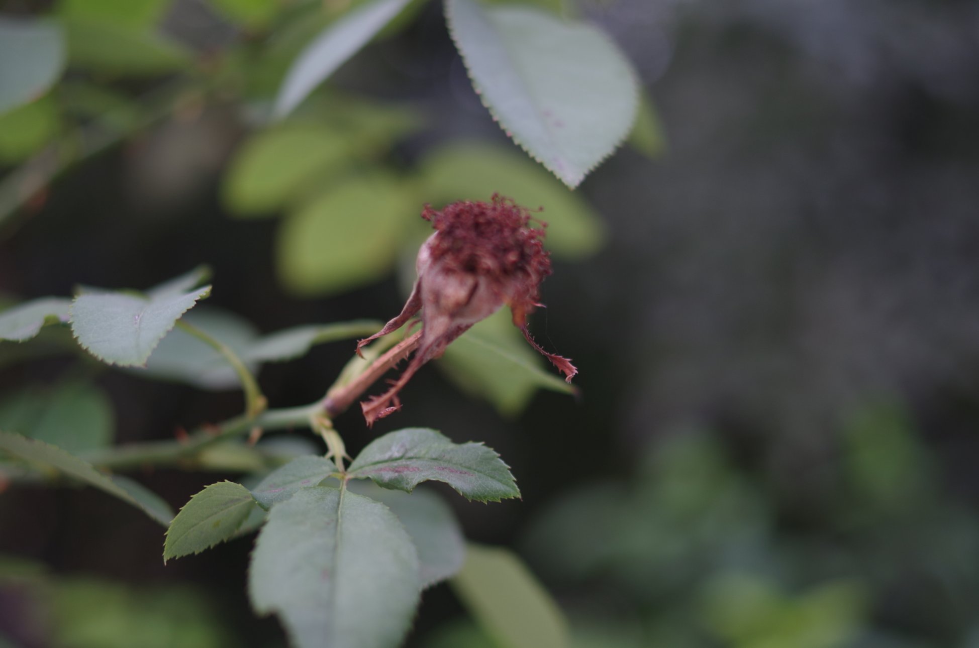 PENTAX PENTAX K-01