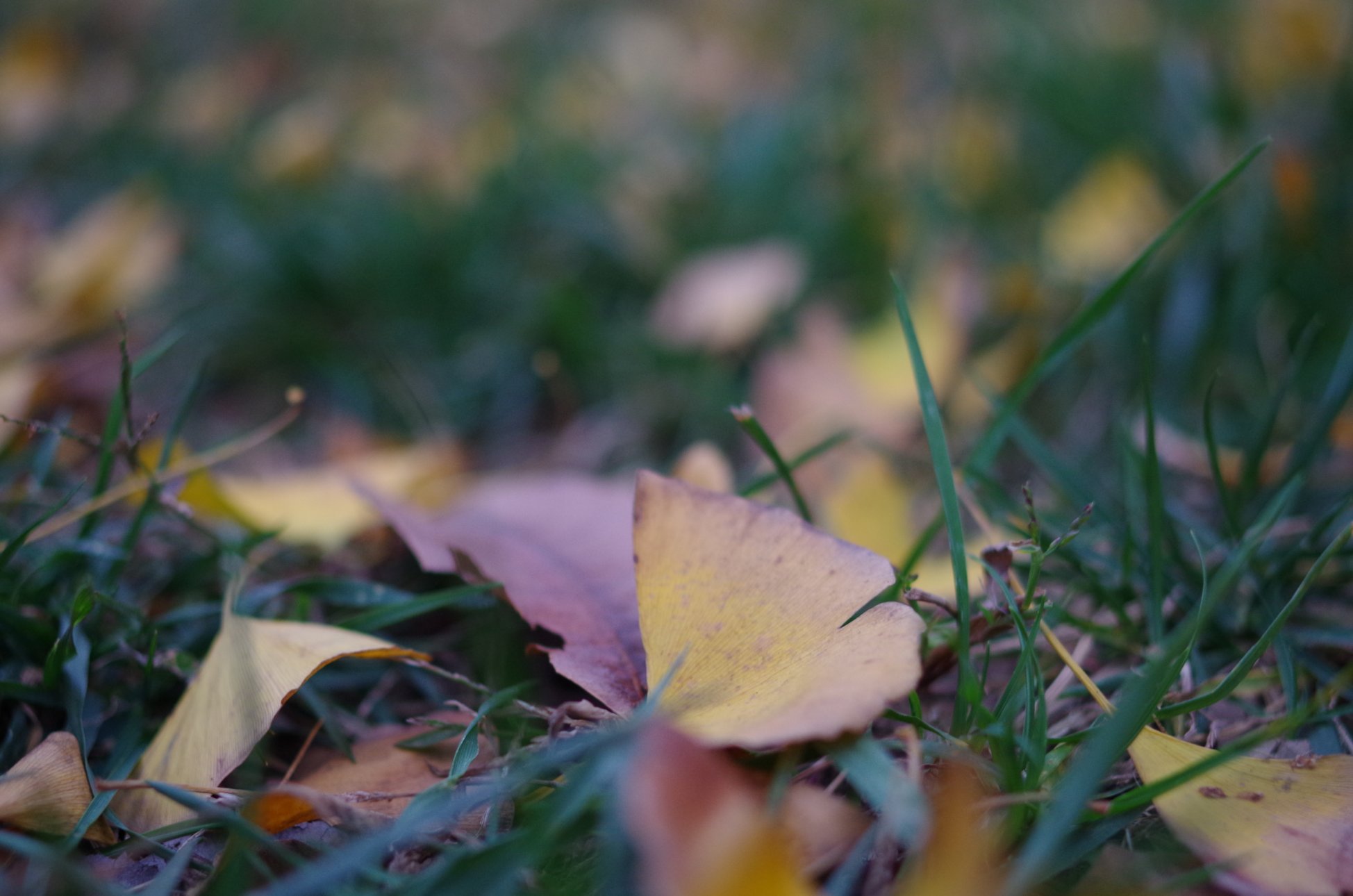 PENTAX PENTAX K-01