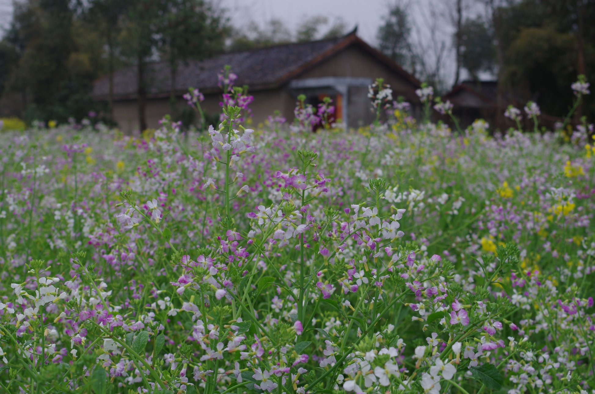 PENTAX PENTAX K-01