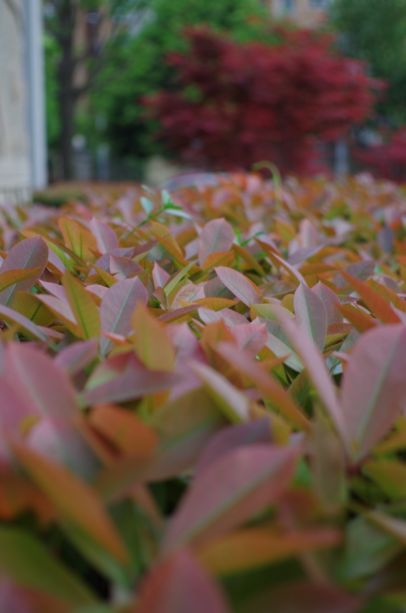 PENTAX PENTAX K-01