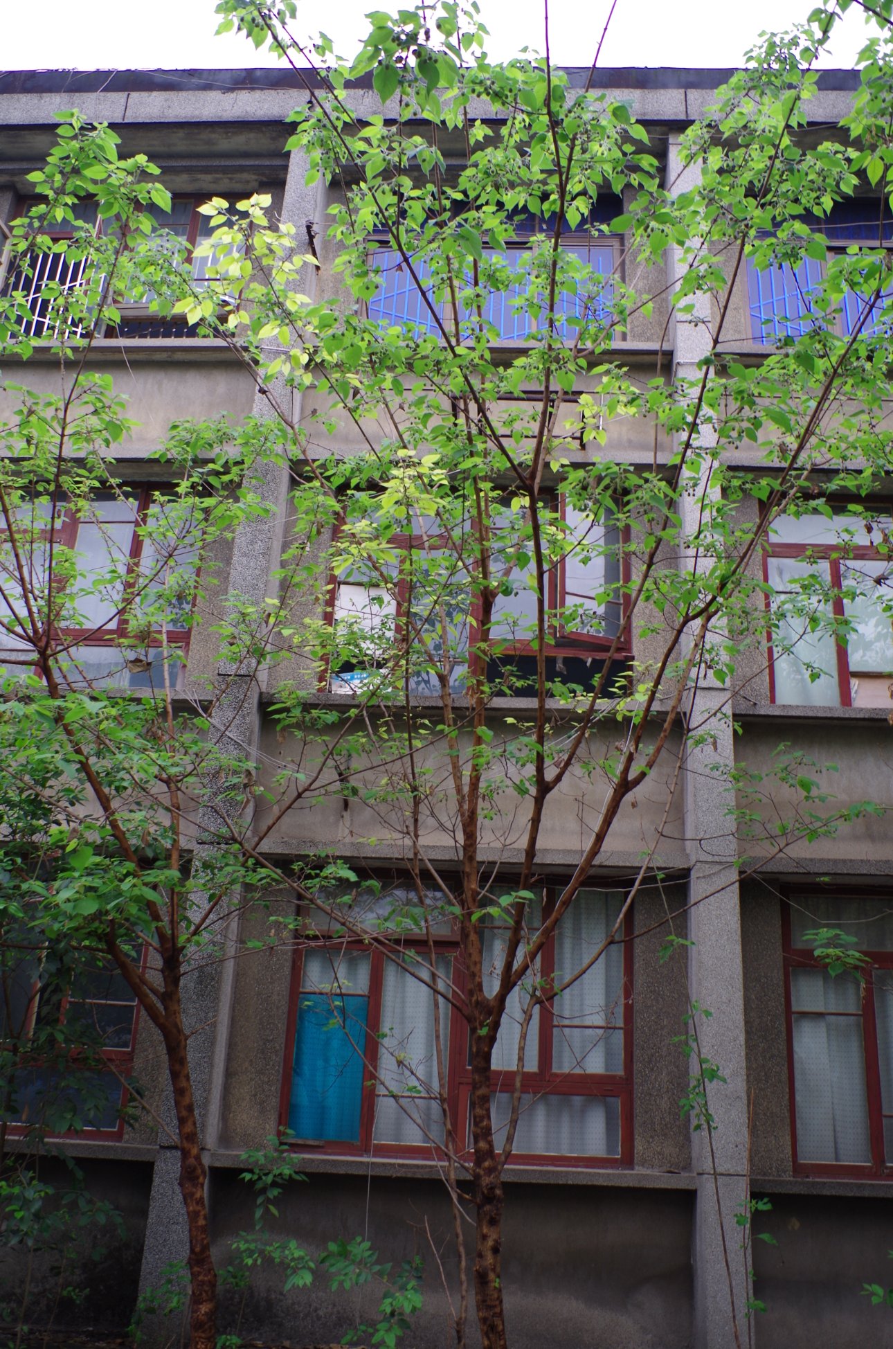 PENTAX PENTAX K-01