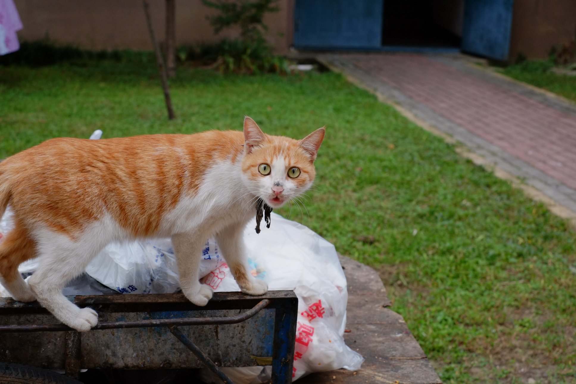 FUJIFILM X-E1 XF35mmF1.4 R