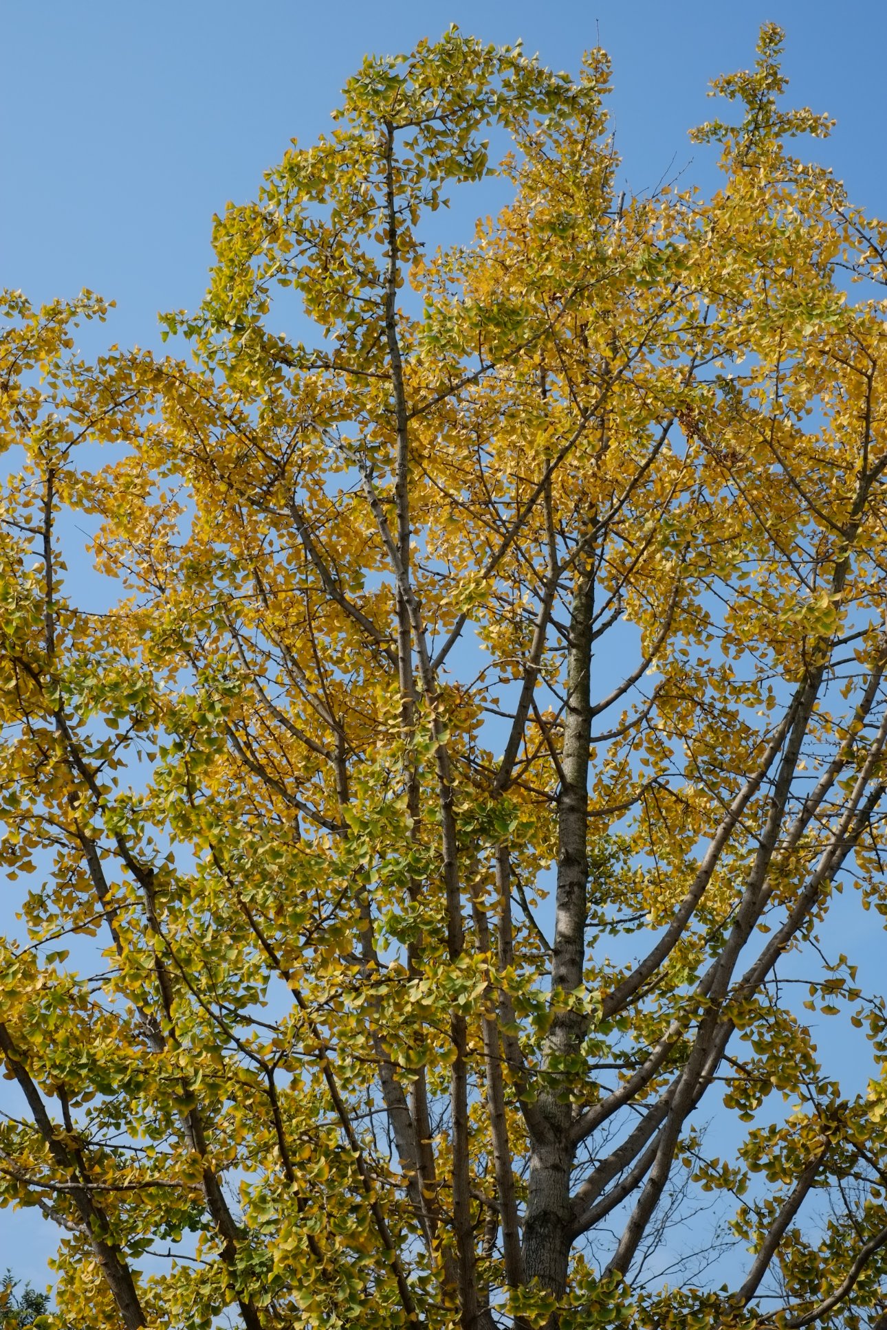 FUJIFILM X-E1 XF35mmF1.4 R