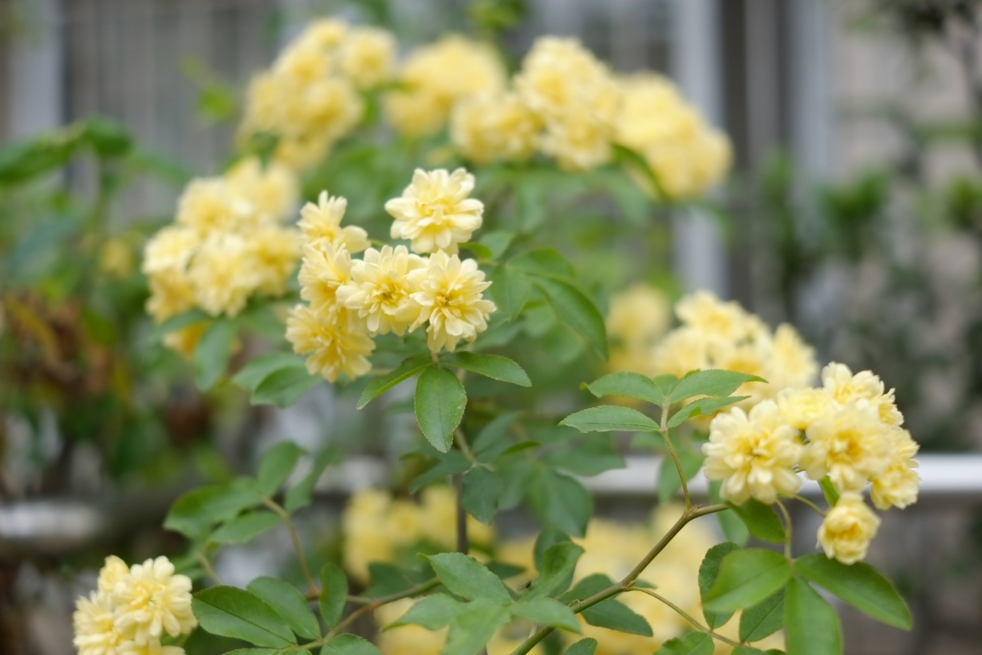 FUJIFILM X-E1 XF27mmF2.8