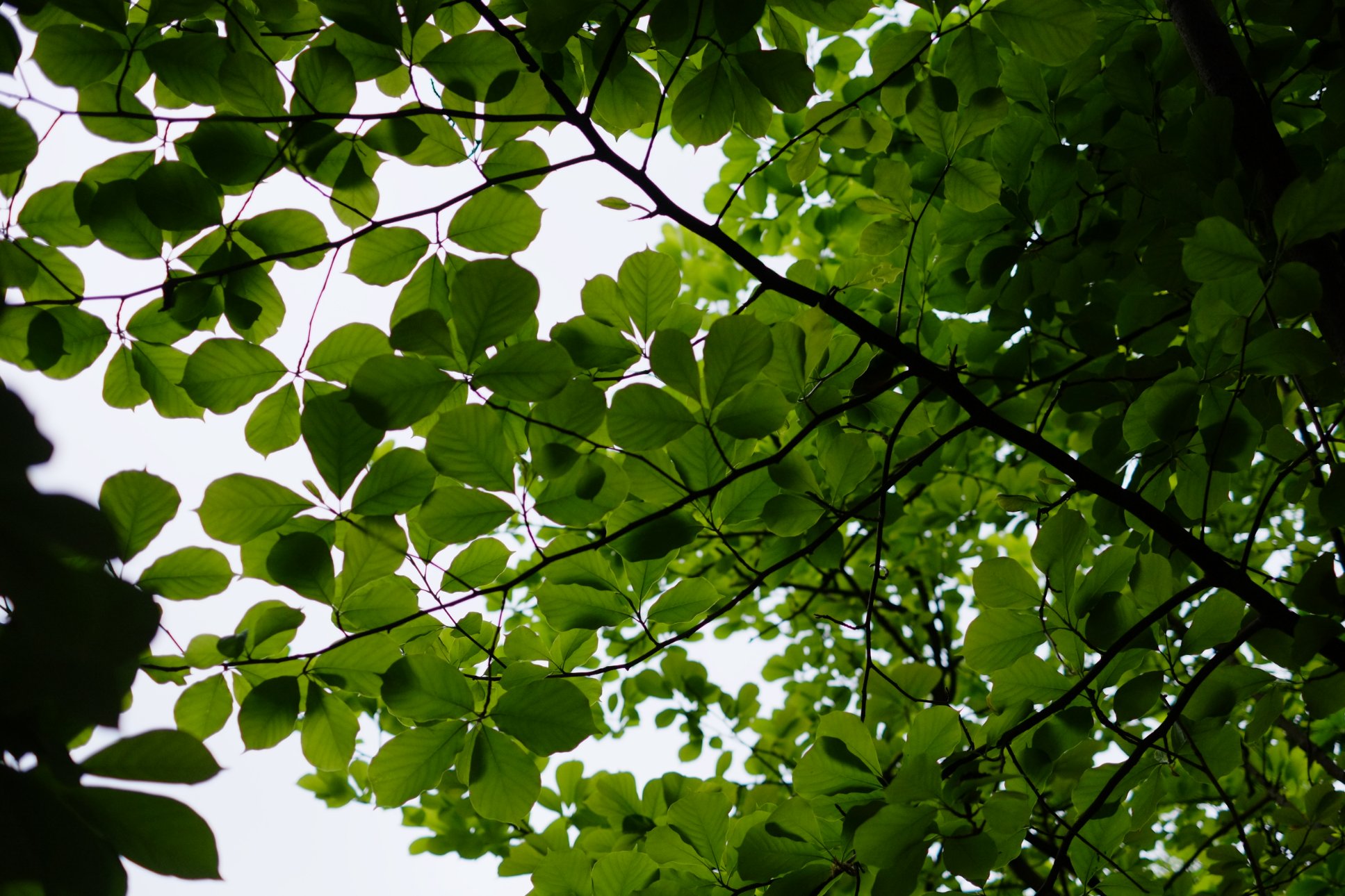 FUJIFILM X-E1 XF35mmF1.4 R