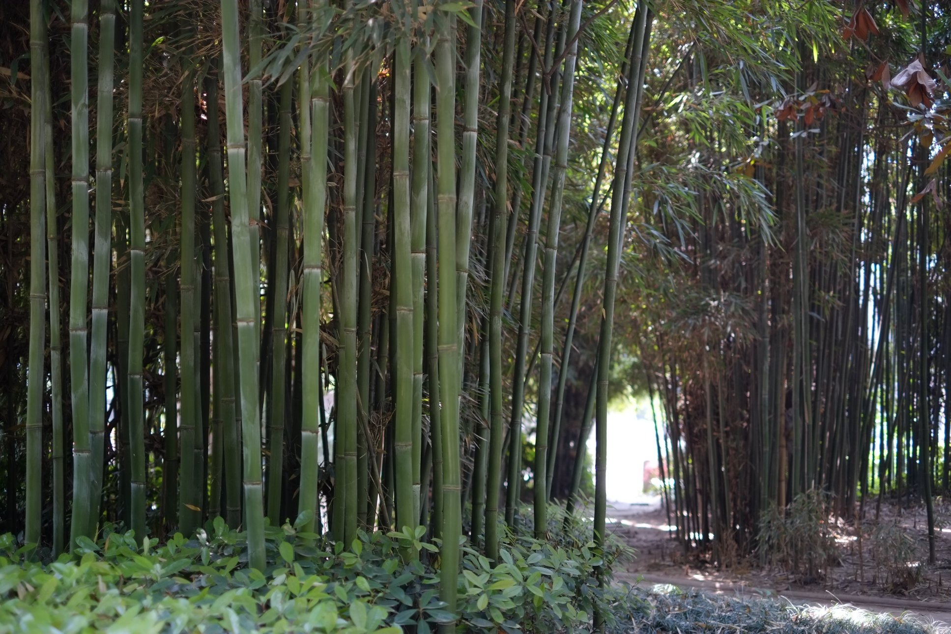 FUJIFILM X-E1 XF35mmF1.4 R