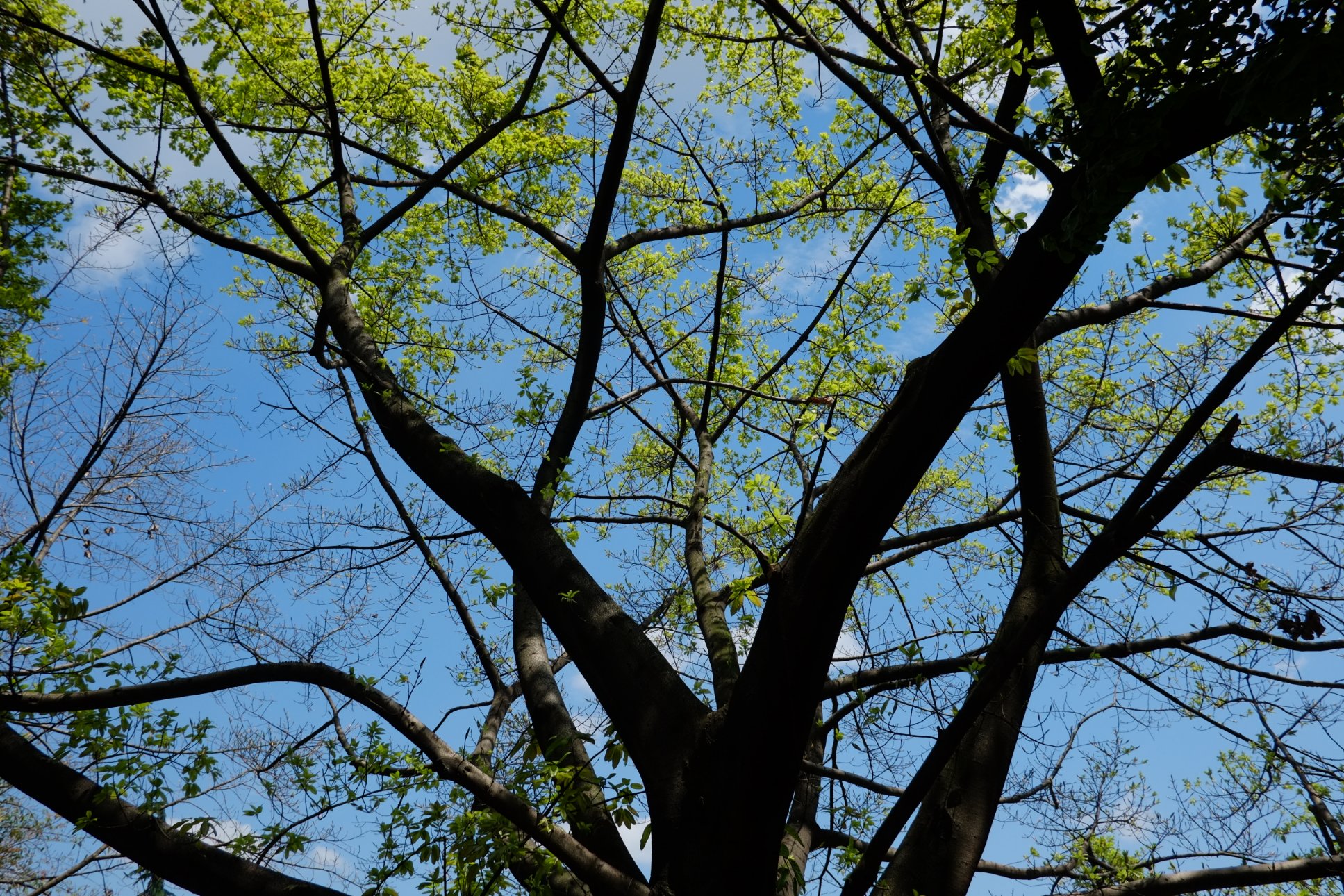 FUJIFILM X-E1 XF18mmF2 R