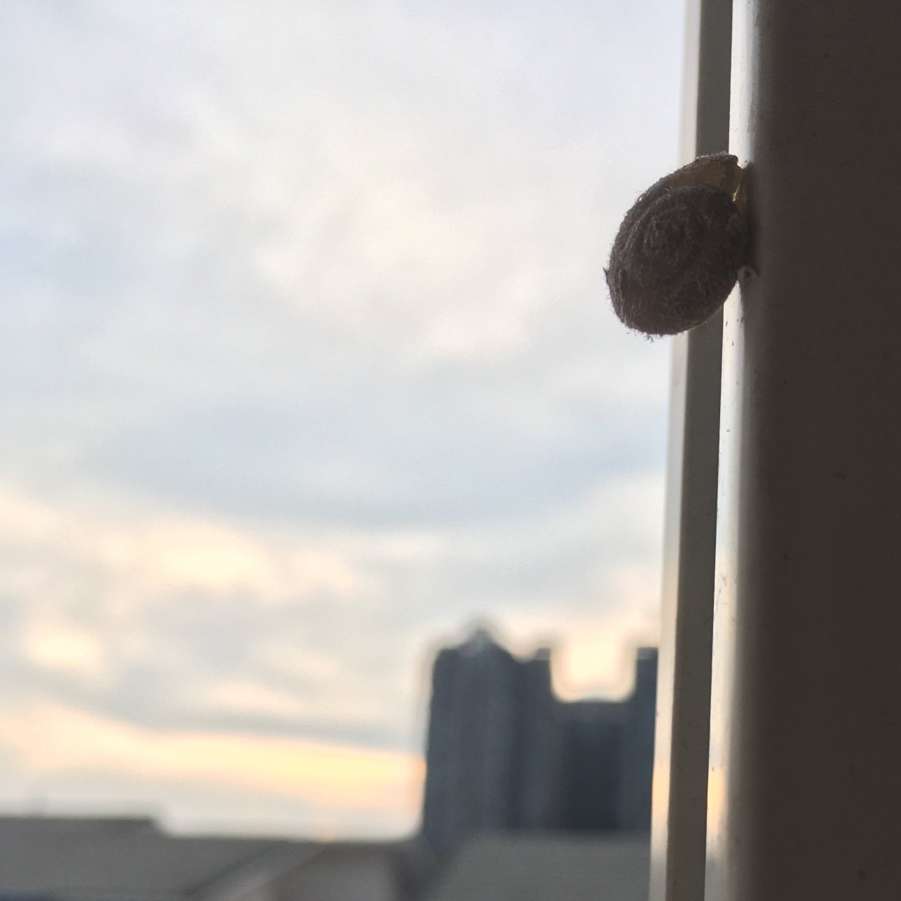 Apple iPhone SE iPhone SE back camera 4.15mm f/2.2