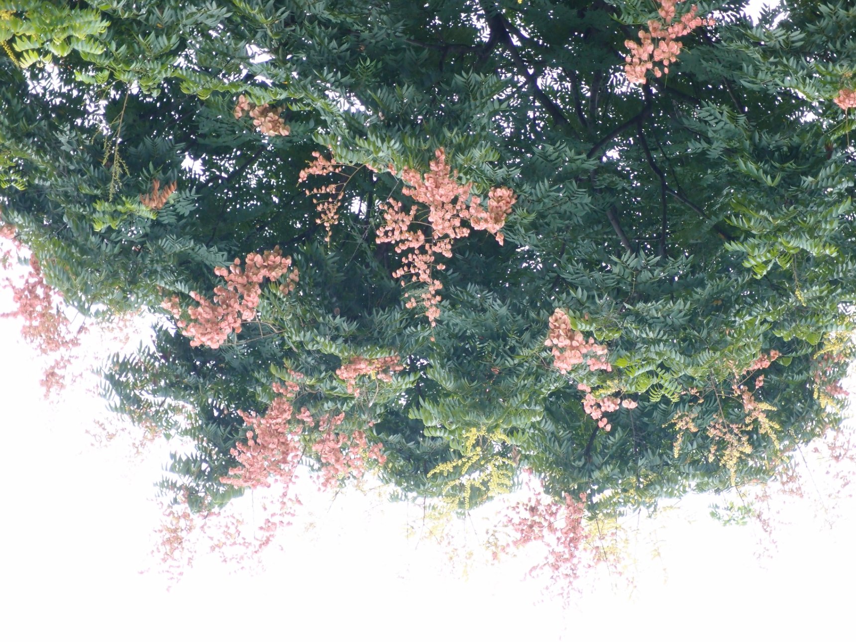 OLYMPUS IMAGING CORP. XZ-1