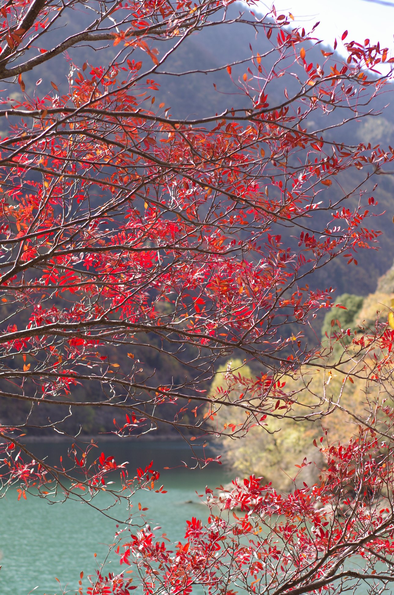 PENTAX PENTAX K-01