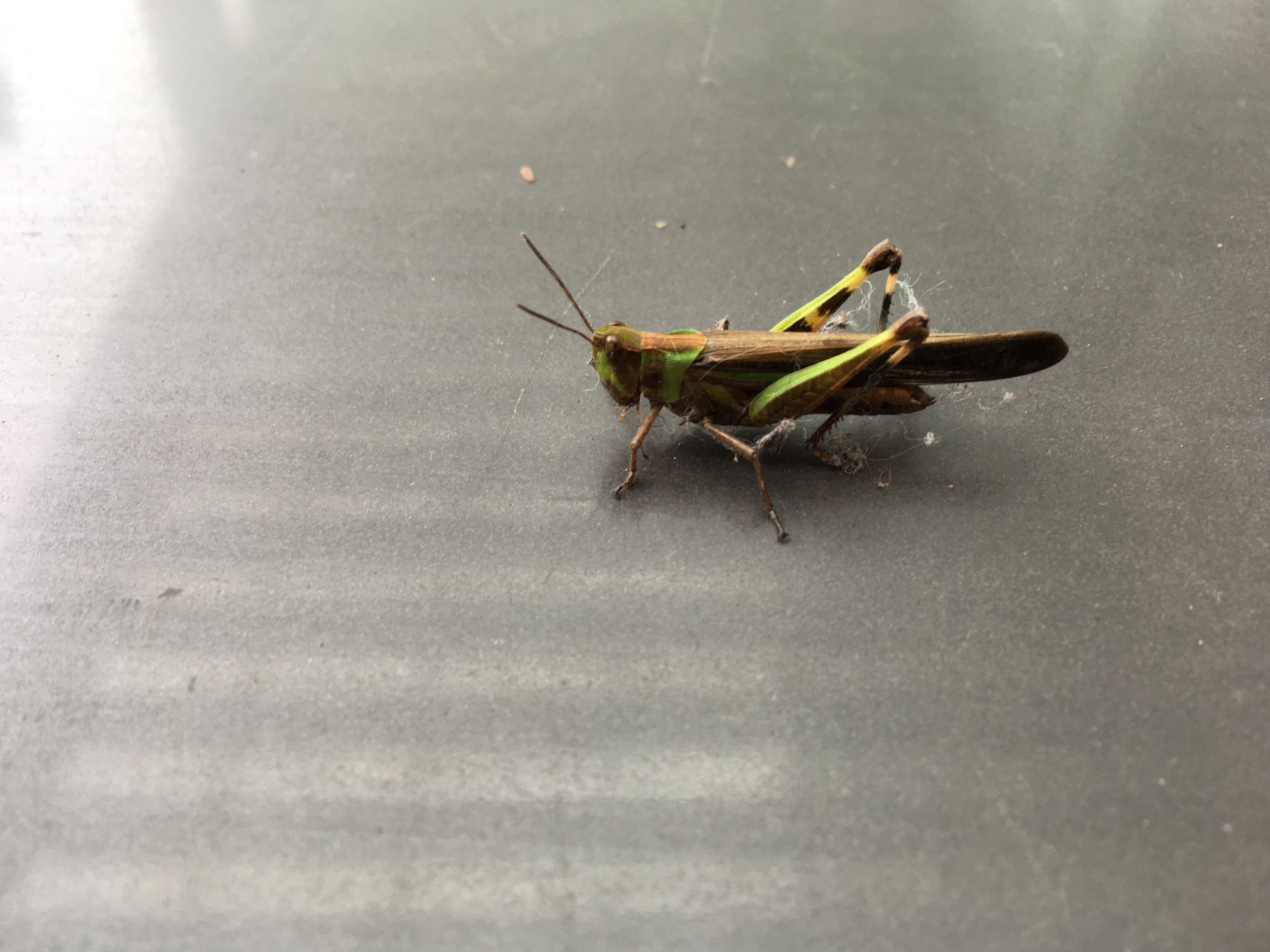 Apple iPhone SE iPhone SE back camera 4.15mm f/2.2