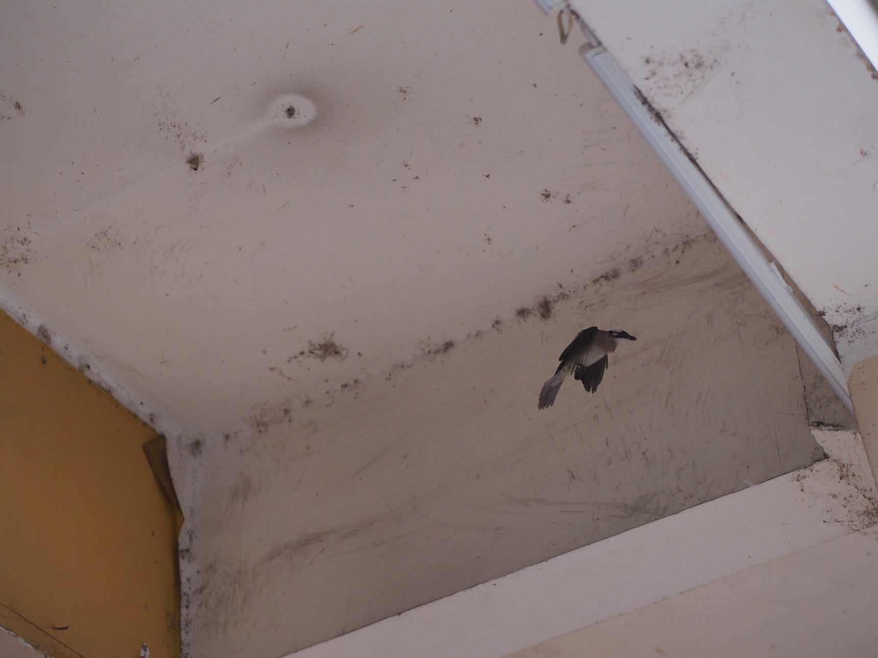 OLYMPUS IMAGING CORP. E-PL5 OLYMPUS M.45mm F1.8