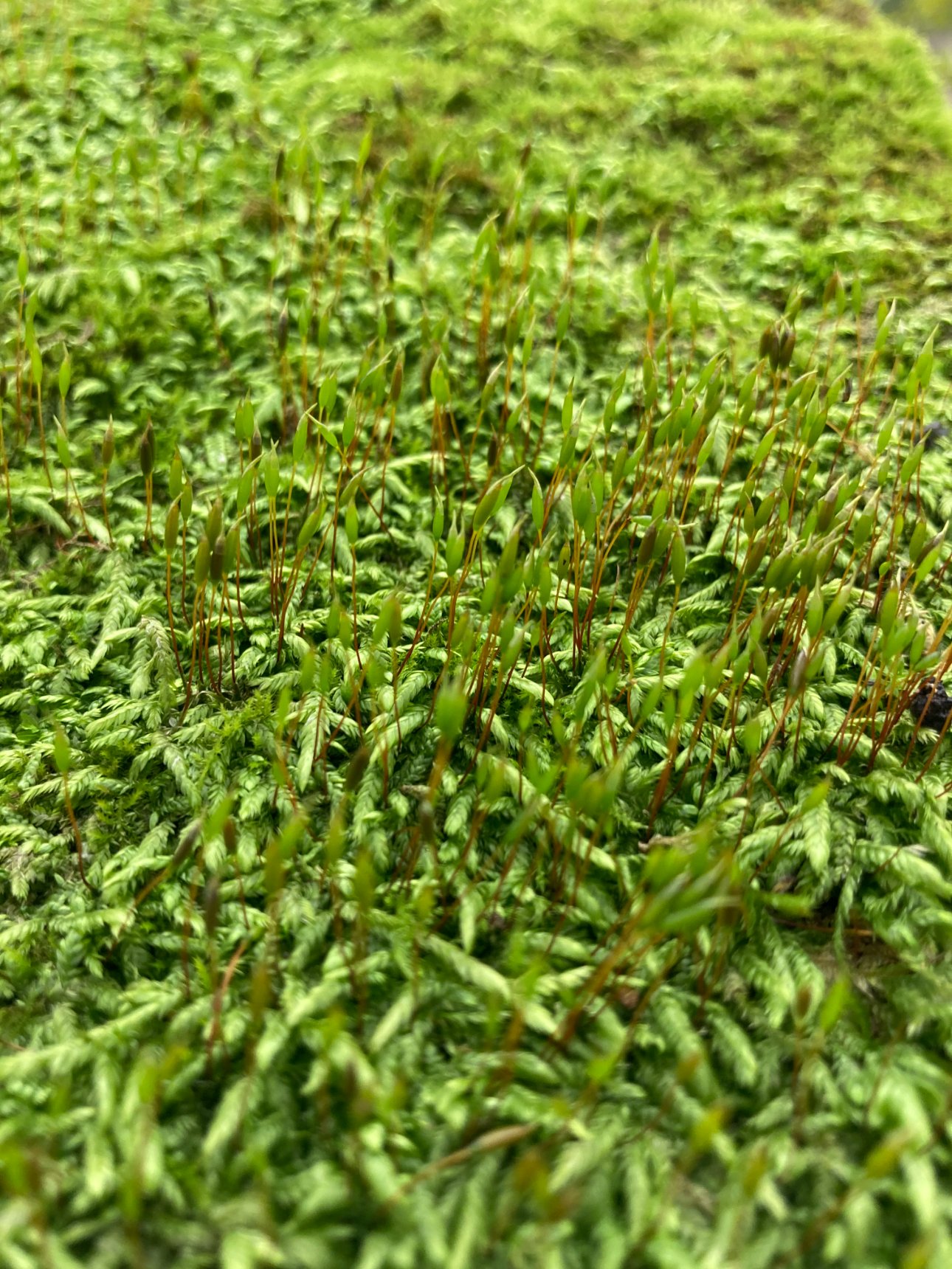 Apple iPhone SE (2nd generation) iPhone SE (2nd generation) back camera 3.99mm f/1.8