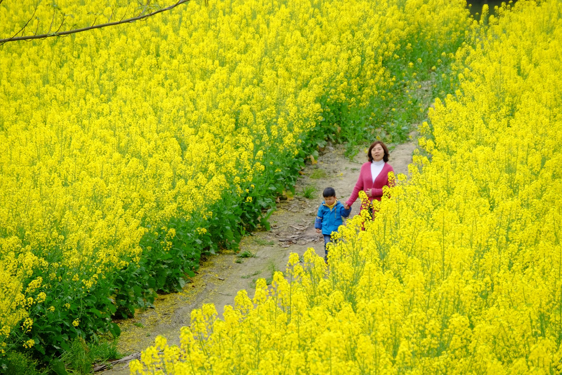 FUJIFILM X-T1 XF18-135mmF3.5-5.6R LM OIS WR