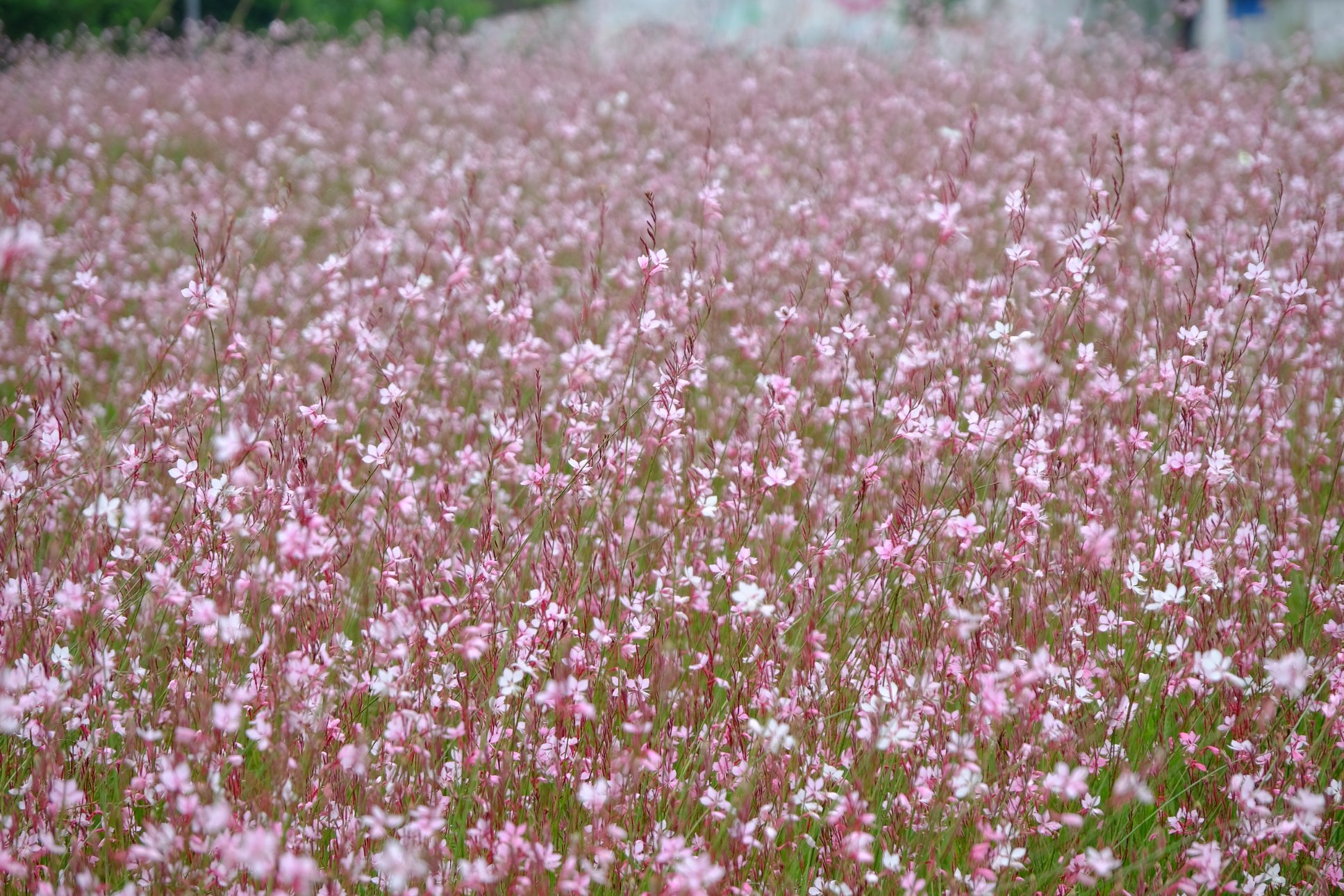FUJIFILM X-T1 XF18-135mmF3.5-5.6R LM OIS WR