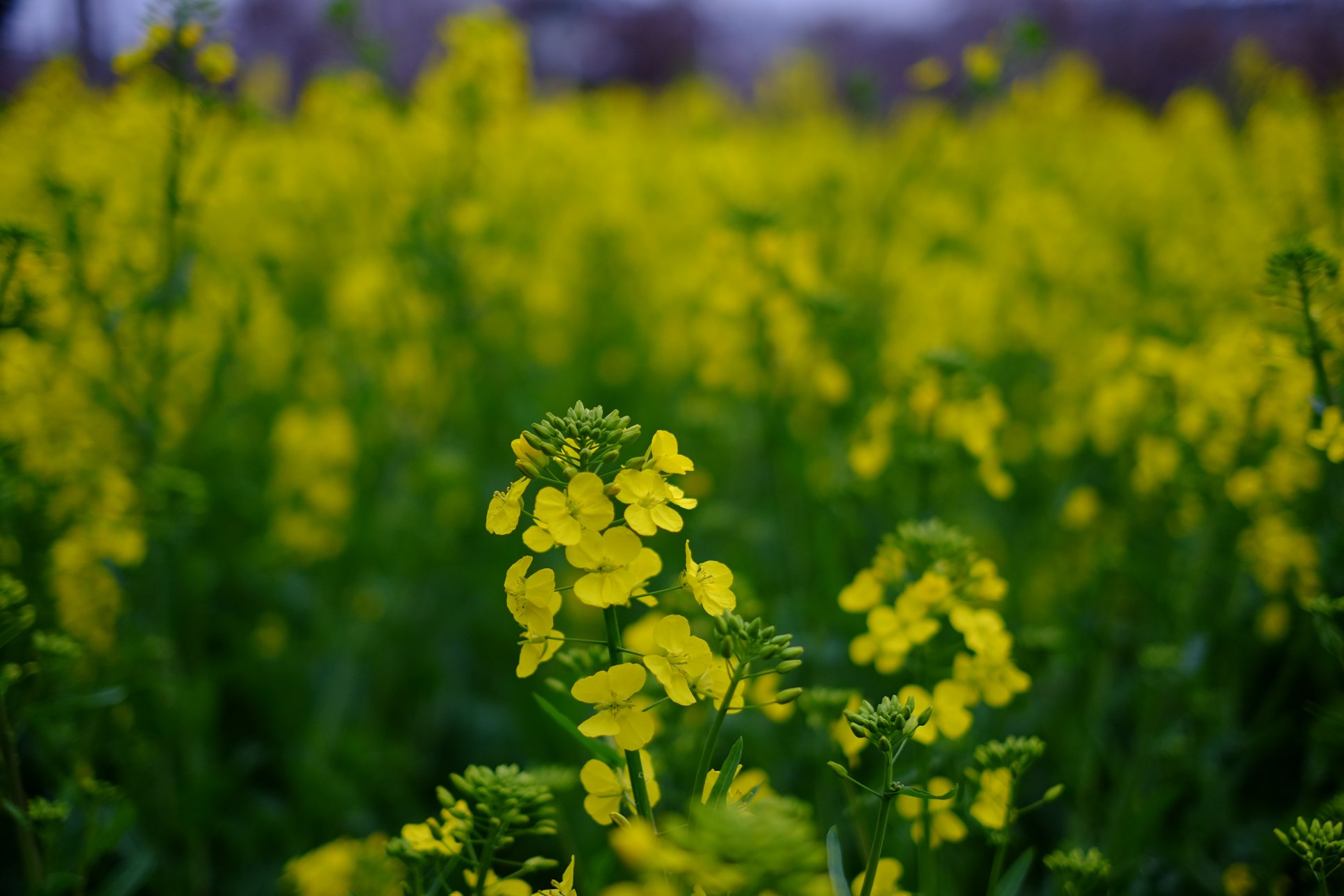 FUJIFILM X-E2 XF35mmF1.4 R