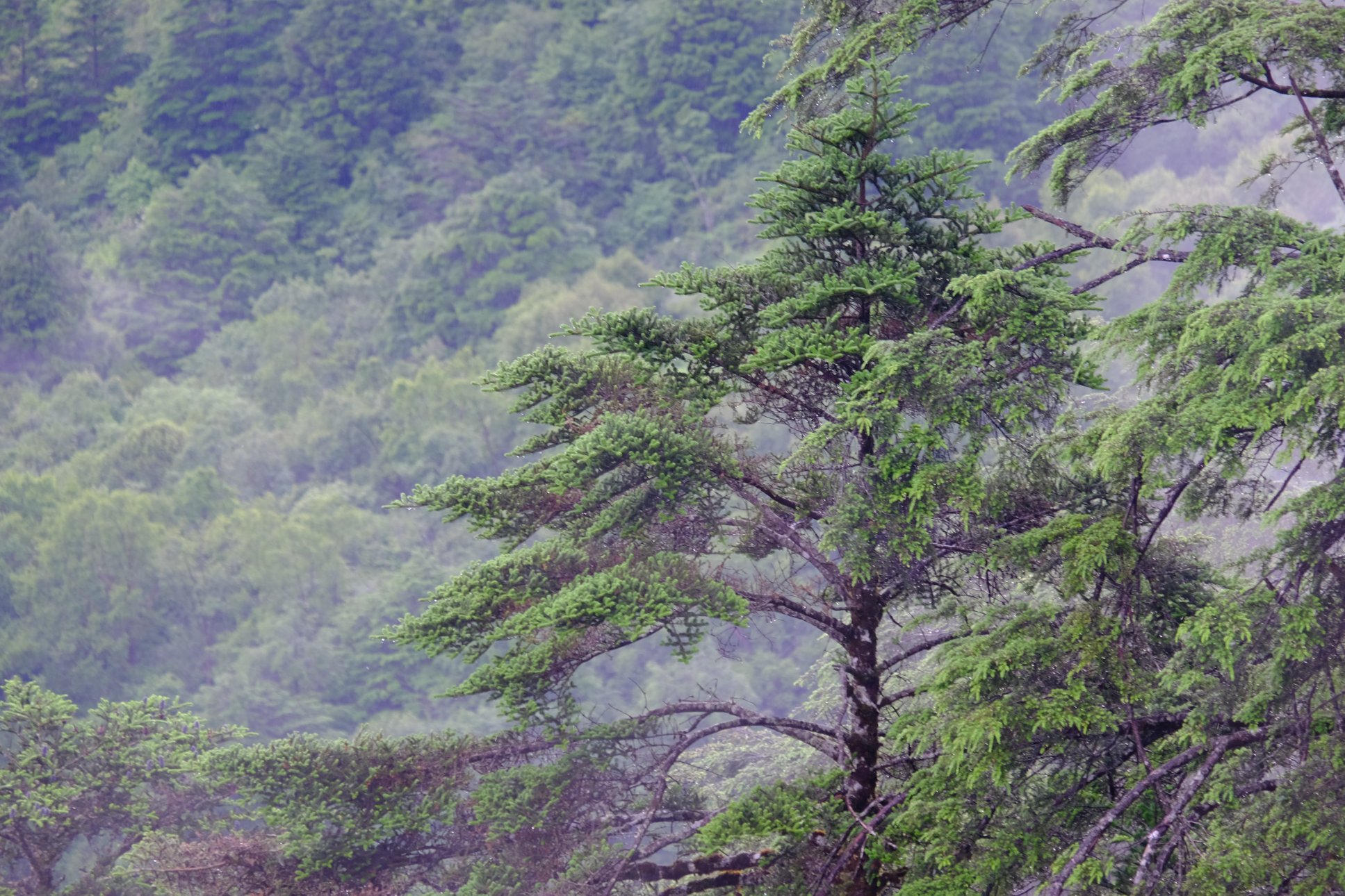 FUJIFILM X-E2 XC50-230mmF4.5-6.7 OIS II