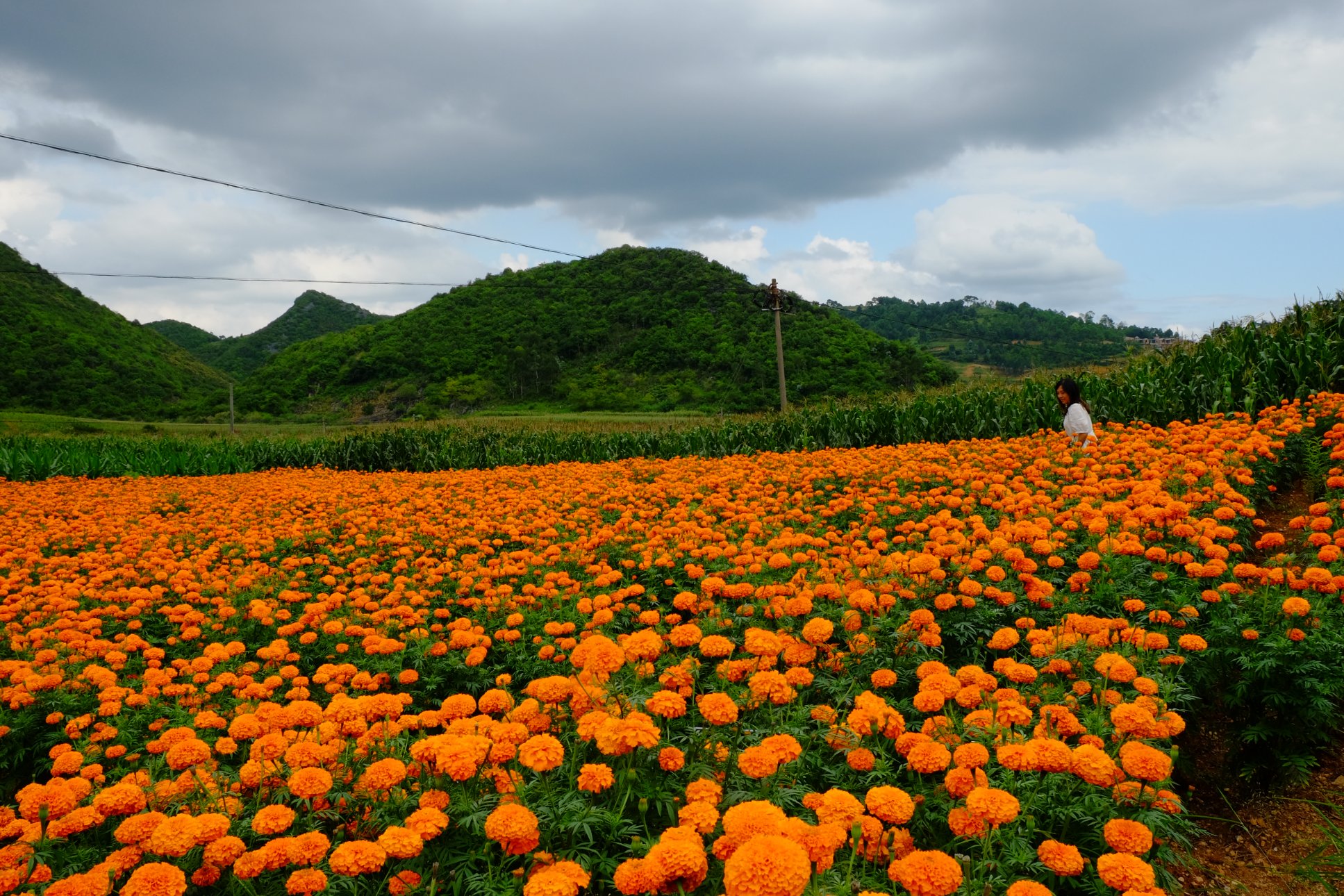 FUJIFILM X-T1 XF18-55mmF2.8-4 R LM OIS
