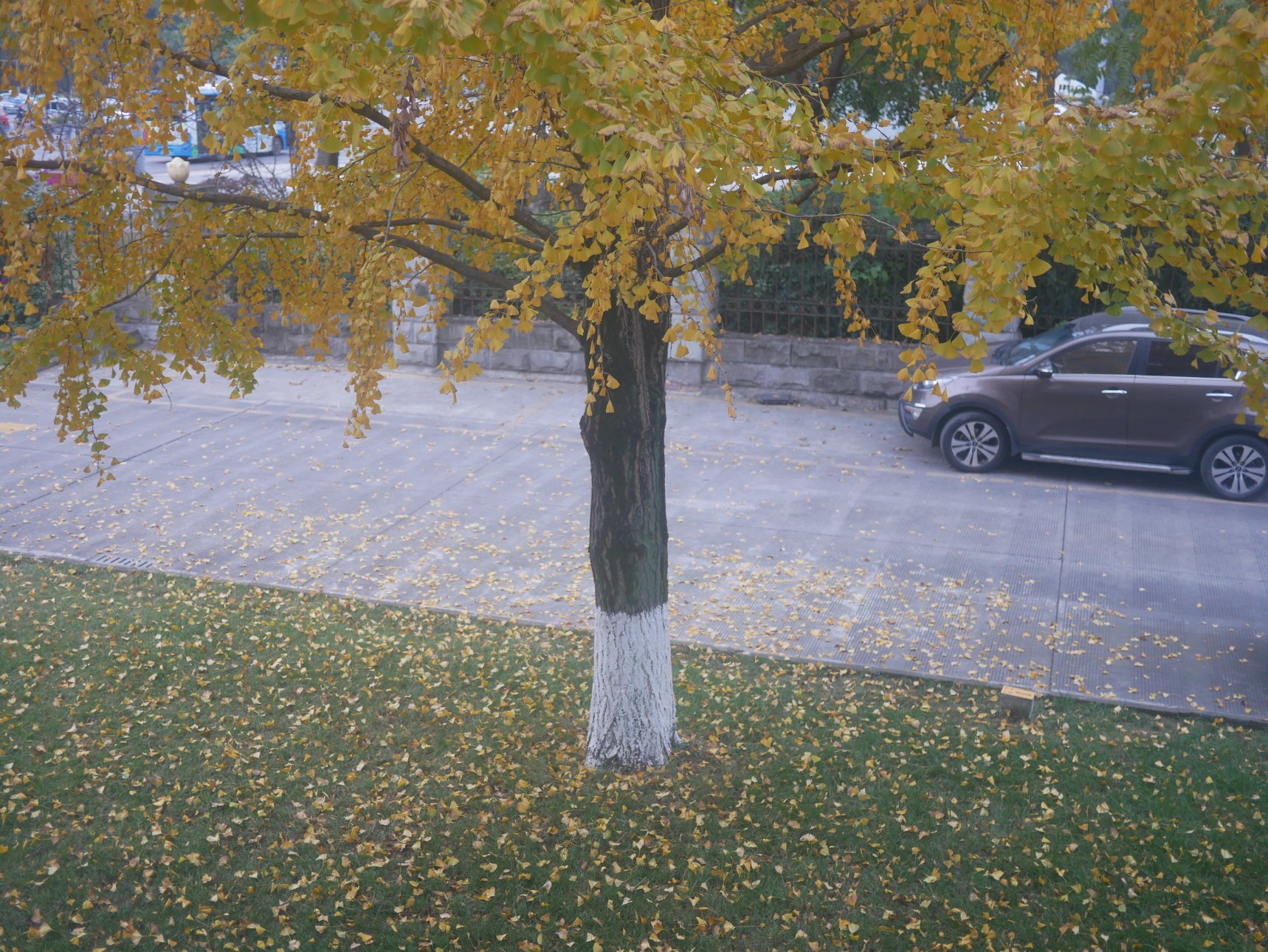 Panasonic DC-GF9