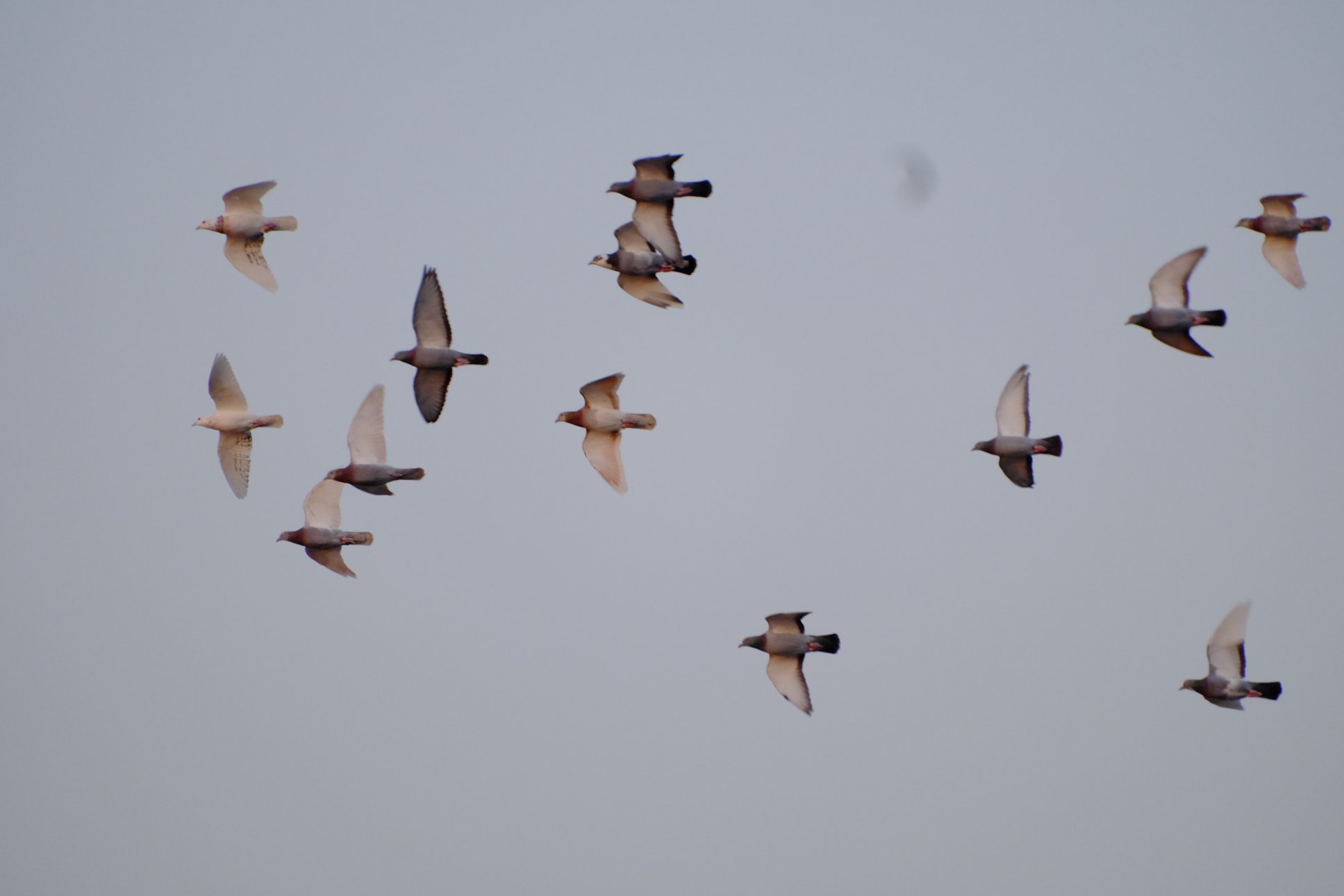 FUJIFILM X-T1 18-300mm F/3.5-6.3 DiIII-A VC VXD B061X