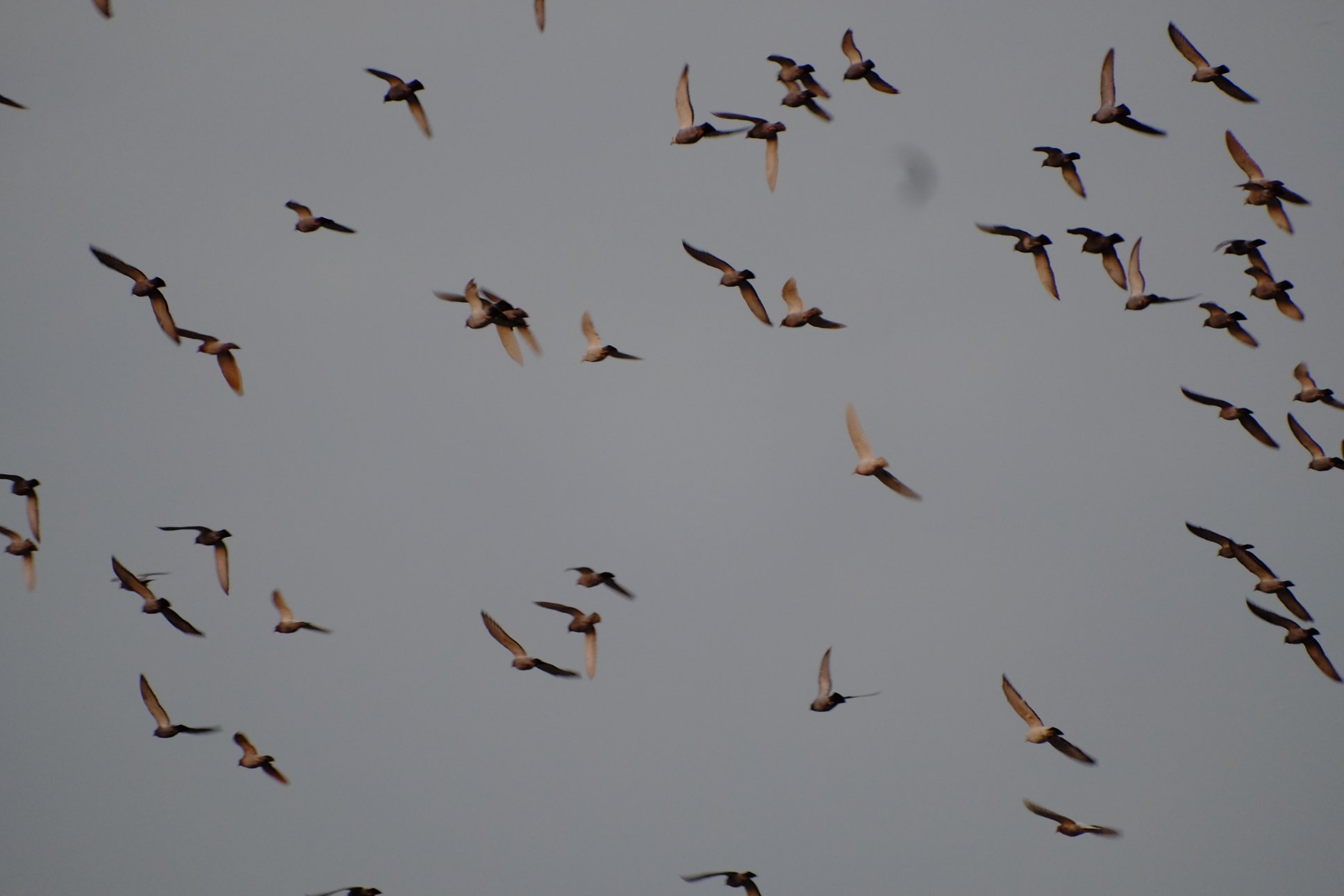FUJIFILM X-T1 18-300mm F/3.5-6.3 DiIII-A VC VXD B061X