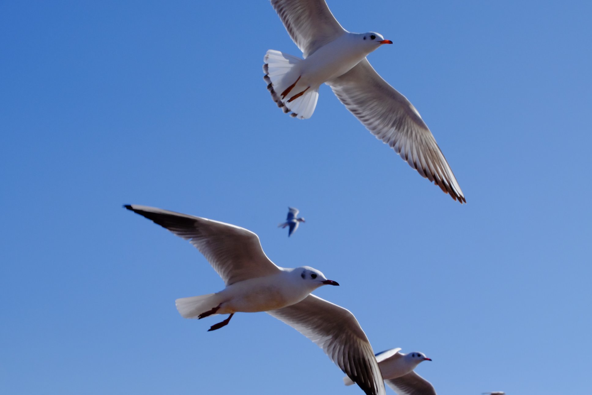 FUJIFILM X-T1 18-300mm F/3.5-6.3 DiIII-A VC VXD B061X