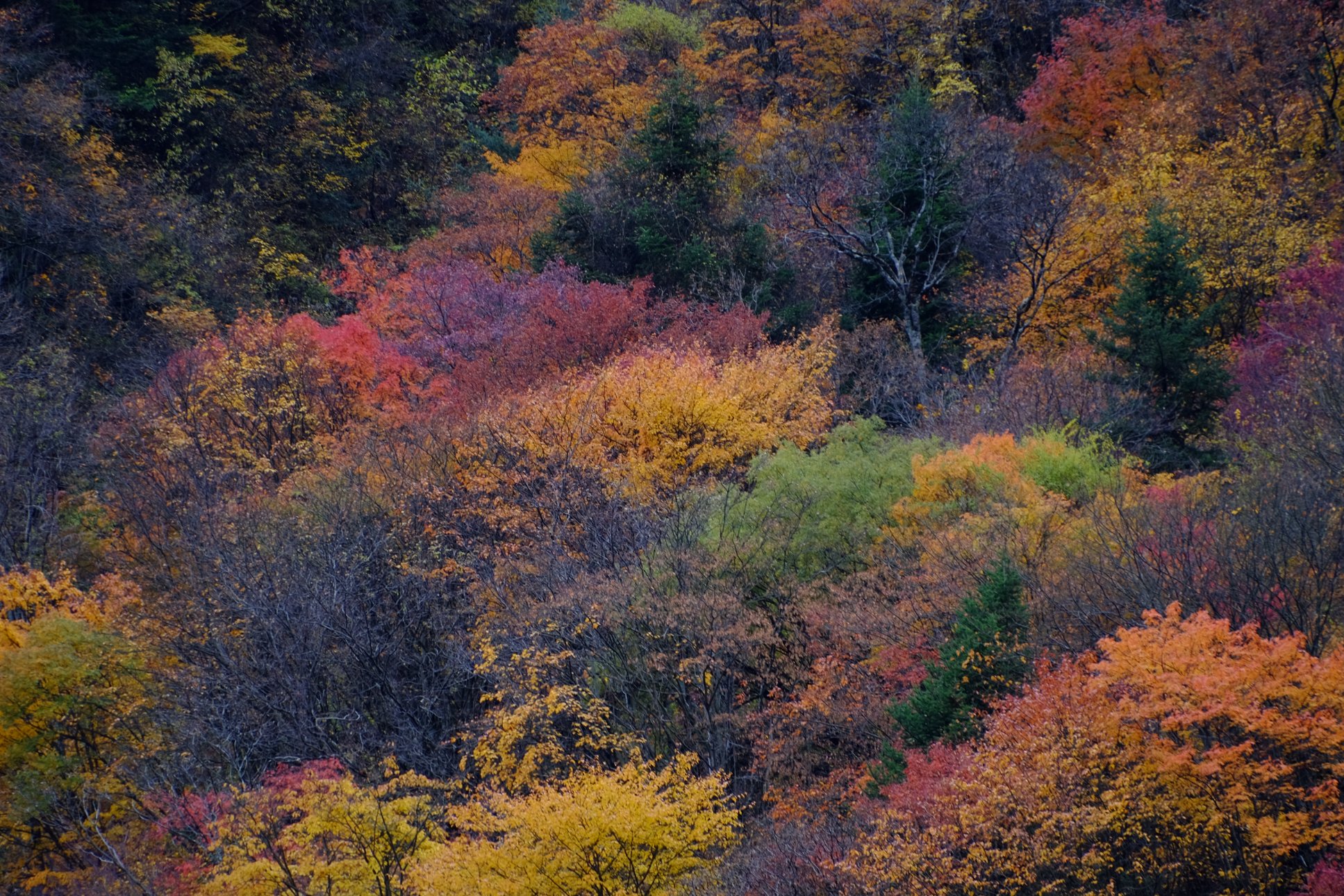 FUJIFILM X-T1 18-300mm F/3.5-6.3 DiIII-A VC VXD B061X