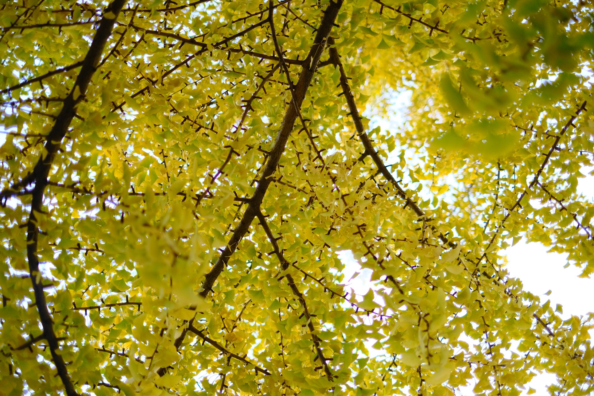FUJIFILM X-E4