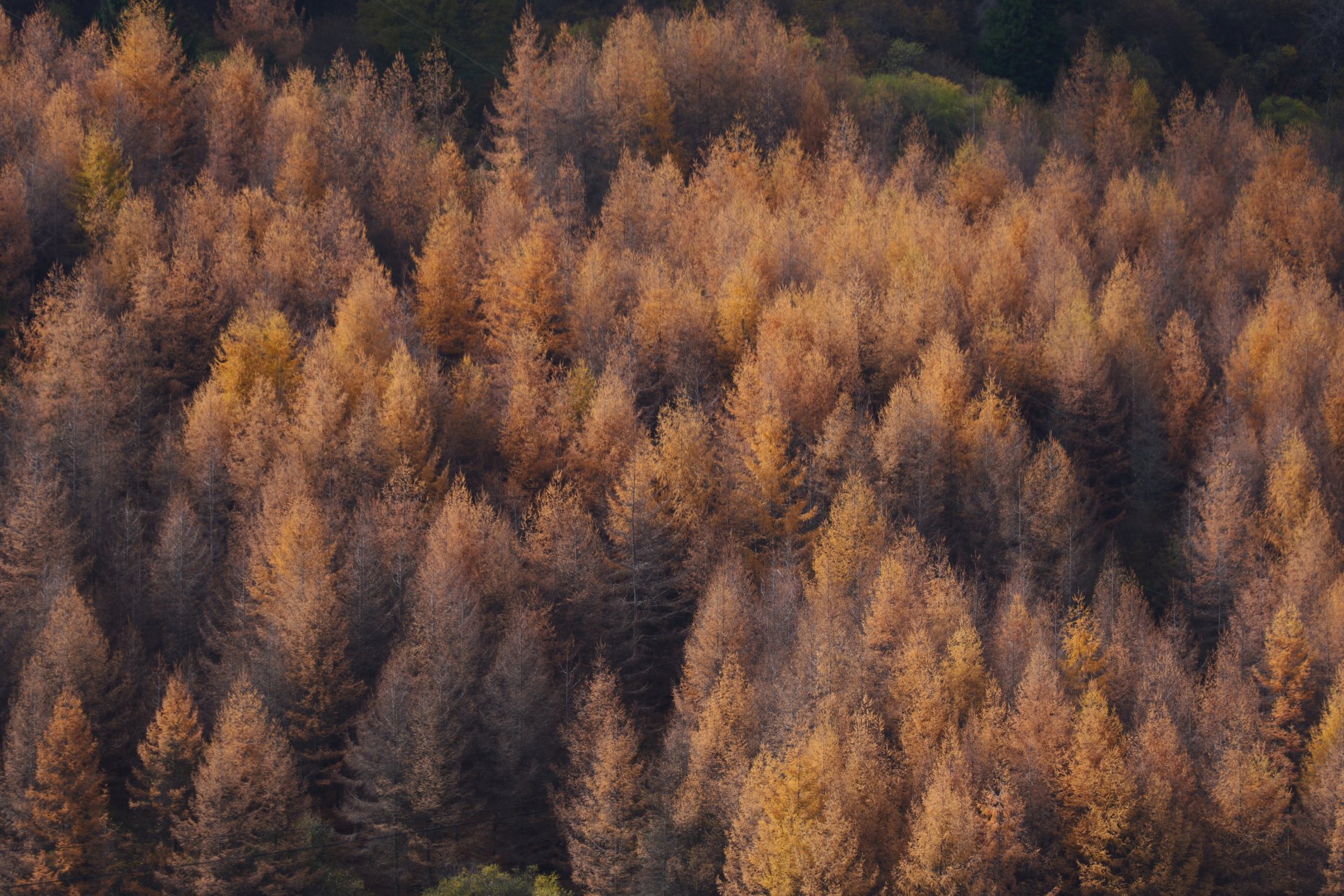 Panasonic DC-S5M2 LUMIX S 28-200/F4-7.1