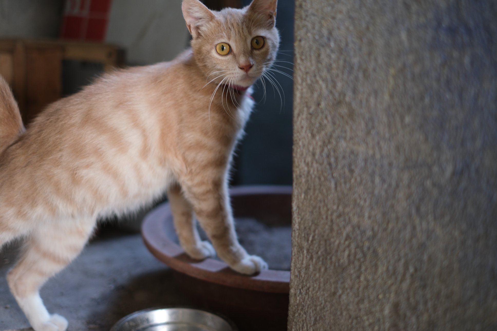 FUJIFILM X-M5