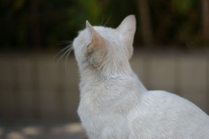 Day66:还是那只猫