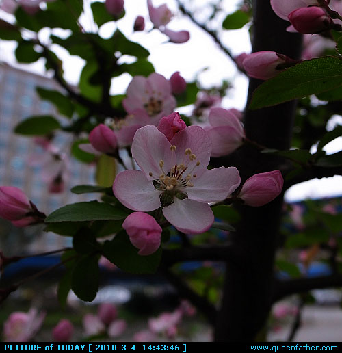 桃花？