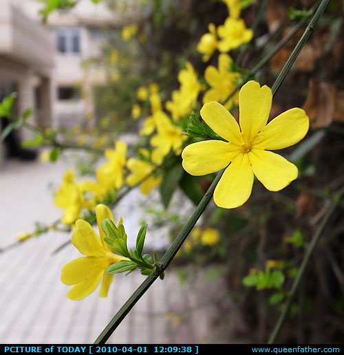 迎春花