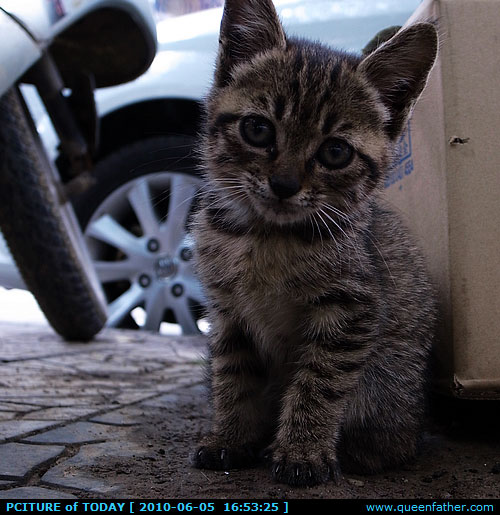小猫