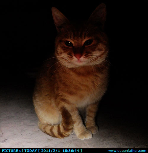 肥猫