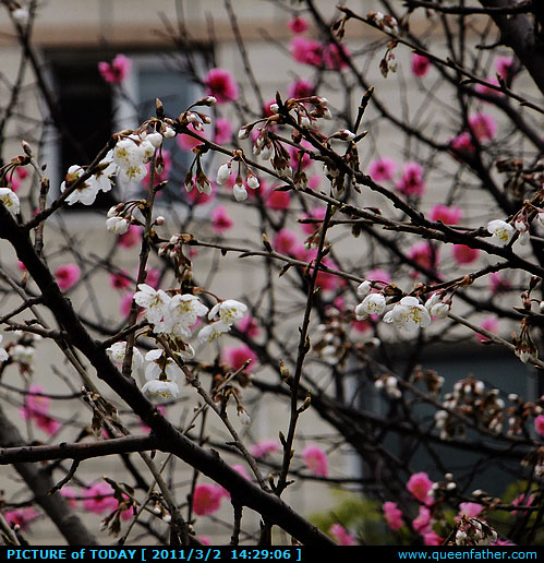 梅花