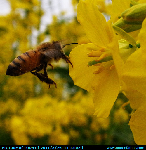 蜜蜂