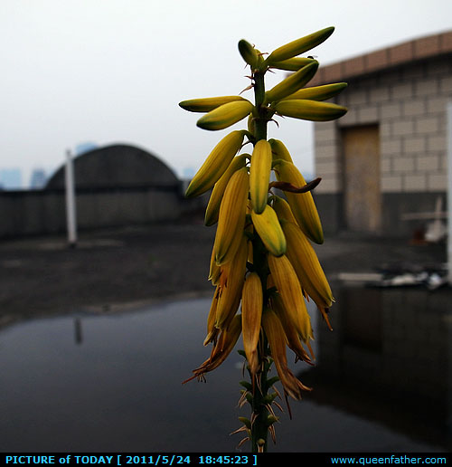 楼顶的花