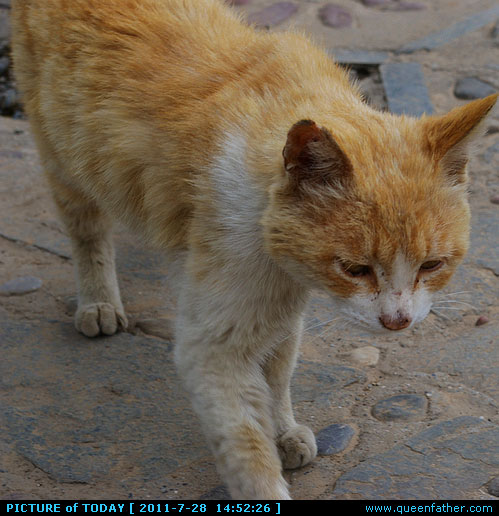 塔尔寺的猫
